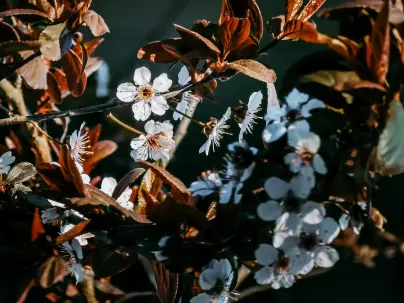 Kineko Kasino Mobiilisovellus